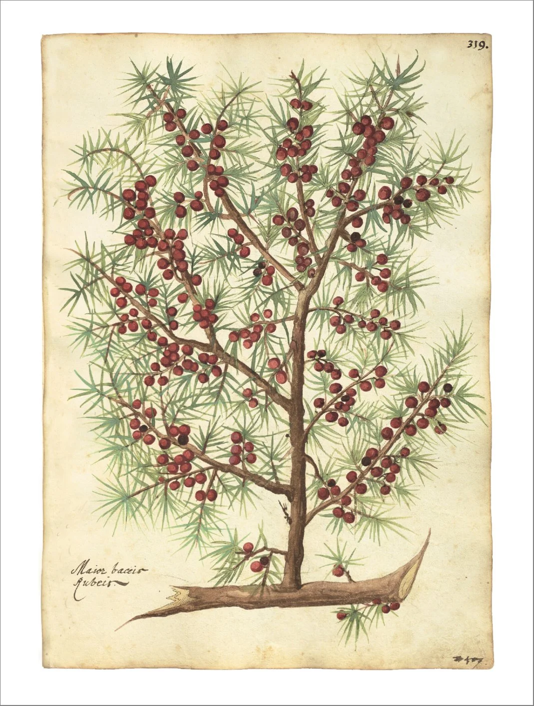 elegant-berries-leaves-unique-christmas-card-museum-outlets copy.jpg