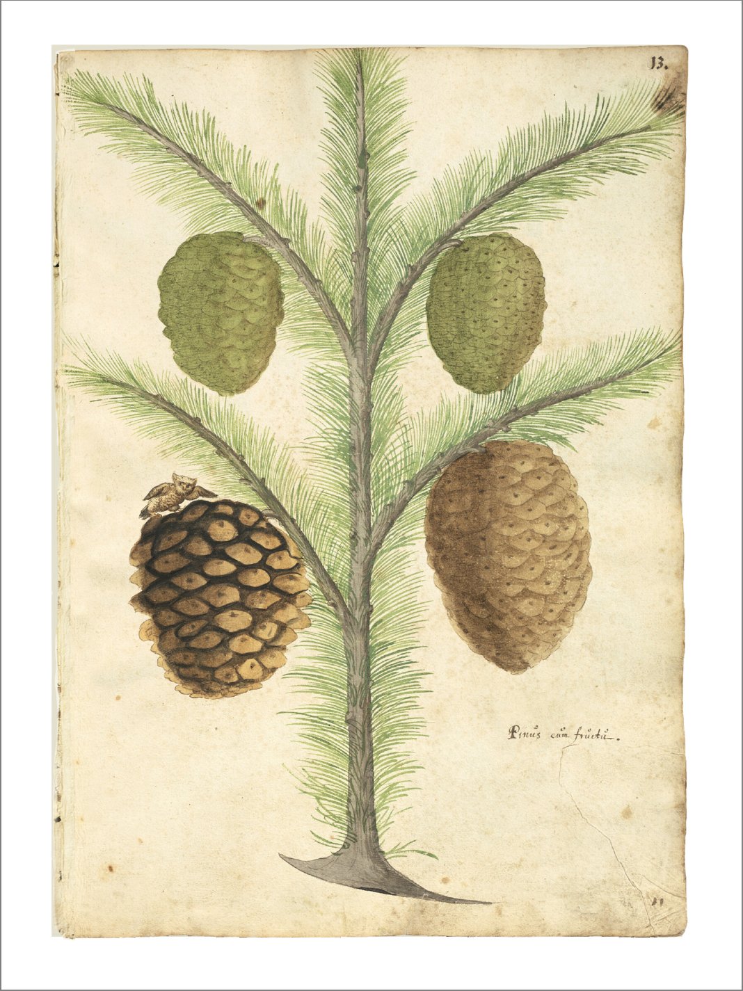 antique-pine-cones-elegant-botanical-christmas-card-museum-outlets.jpg