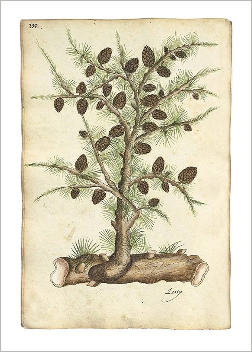 pine-cones-elegant-christmas-card-museum-outlets.jpg