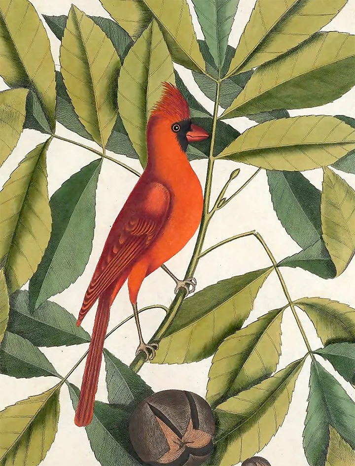 catesby-cardinal-christmas-card-museum-outlets.jpg