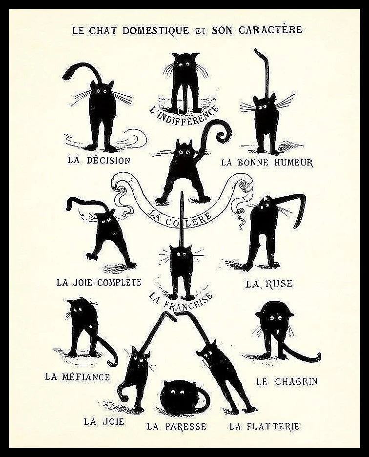 domestic-cat-le-chat-domestique-et-son-caractere-cats-vintage-french-poster-museum-outlets.jpeg