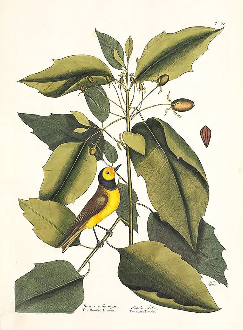 catesby-hooded-titmous-antique-bird-prints-museum-outlets.jpg