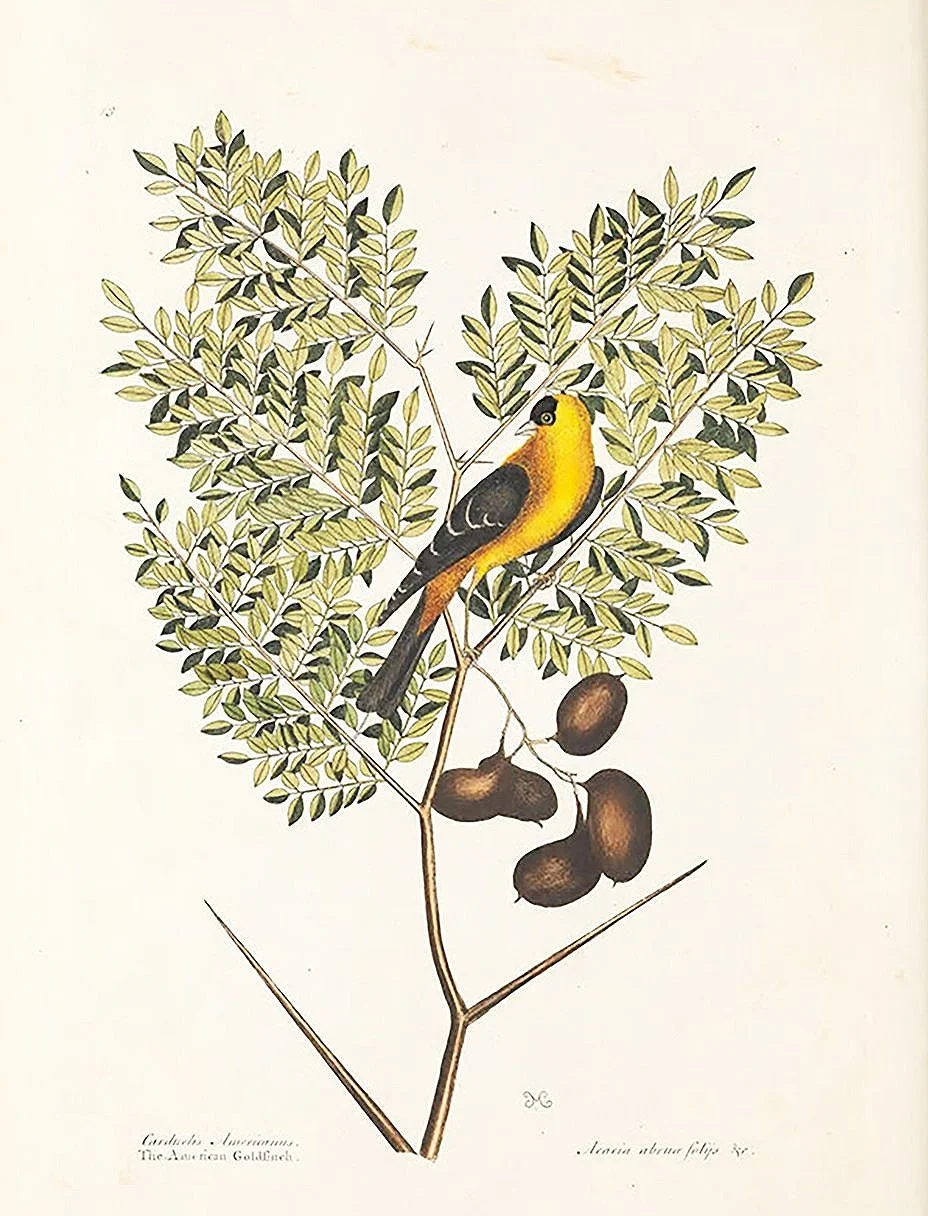 catesby-goldfinch-antique-bird-print-museum-outlets.jpg