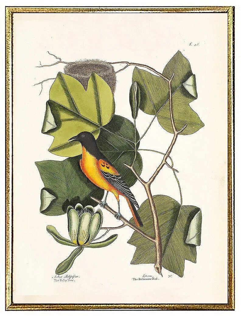 catesby-baltimore-antique-bird-prints--museum-outlets.jpg