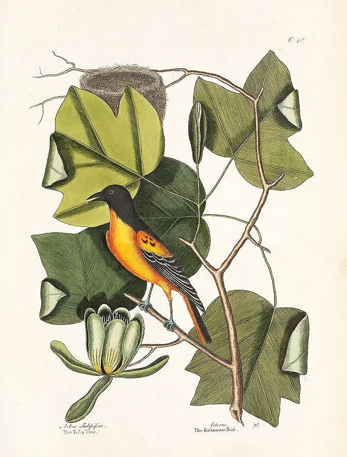 baltimore-catesby-antique-bird-prints-museum-outlets.jpg