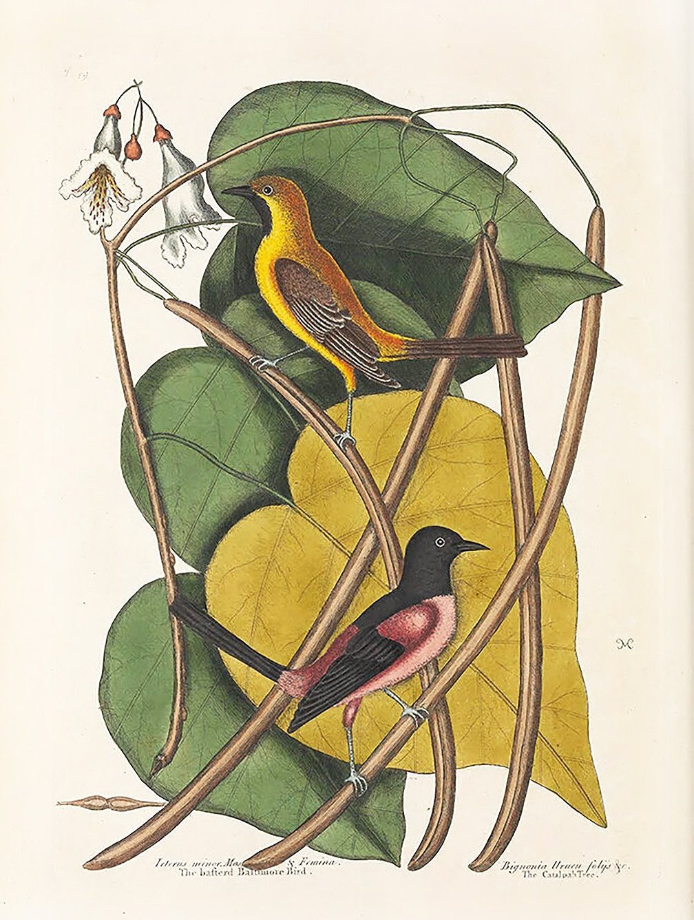 baftred-baltimore-catesby-antique-bird-print-museum-outlets.jpg