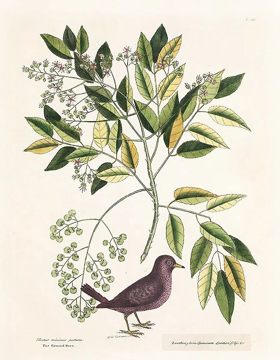 ground-dove-catesby-antique-bird-prints-museum-outlets.jpg
