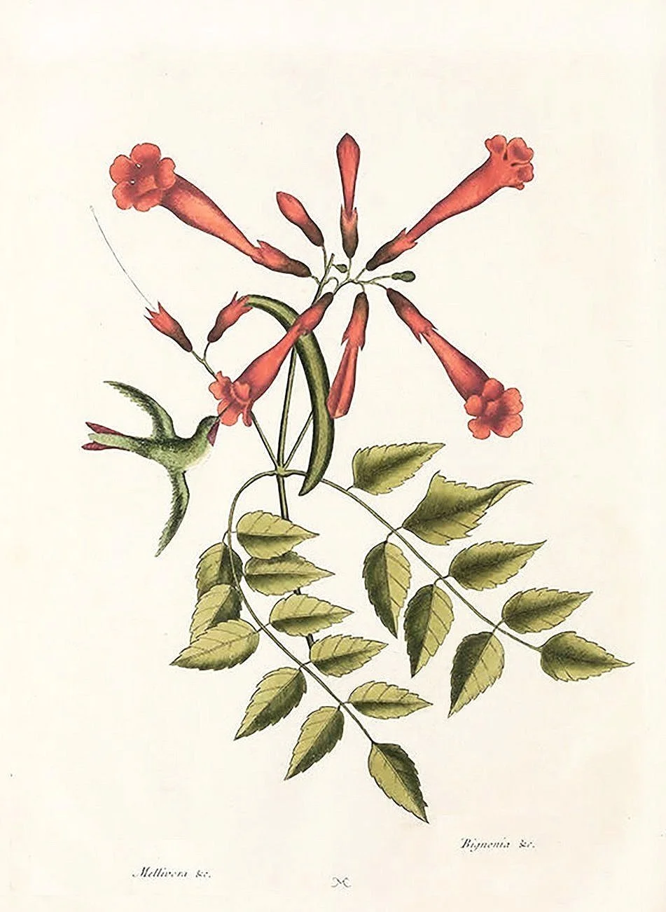 catesby-hummingbird-antique-fern-prints-museum-outlets.jpg