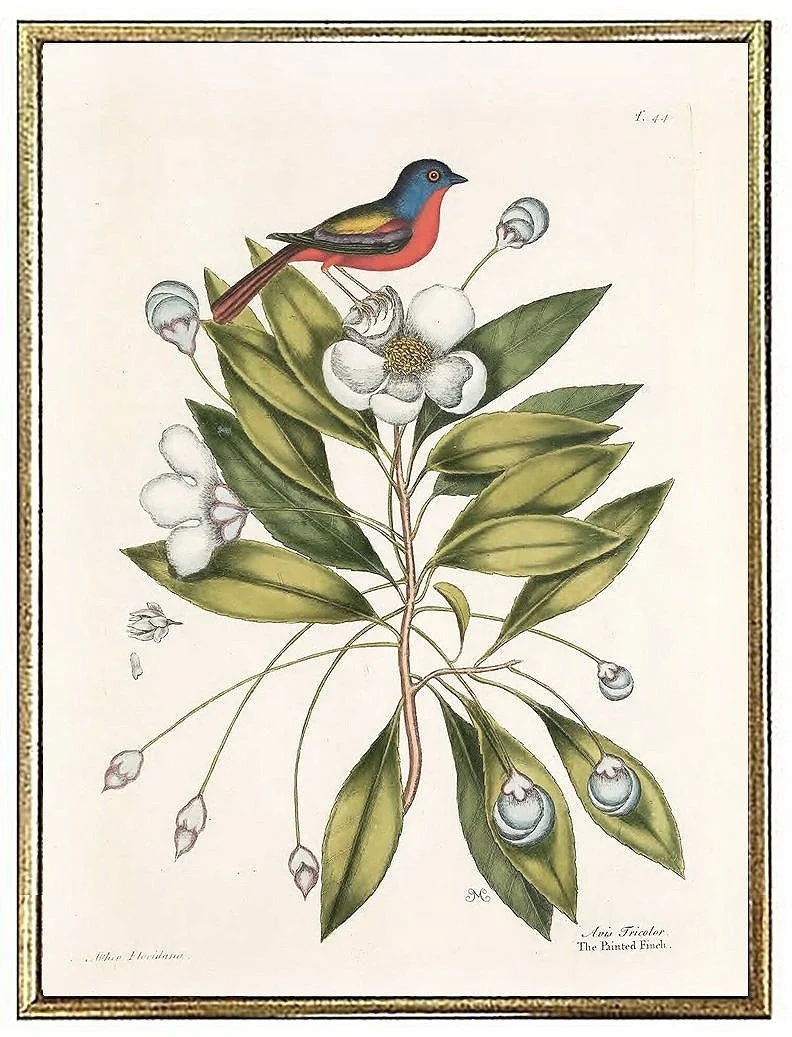 catesby-painted-finch--antique-bird-prints--museum-outlets.jpg