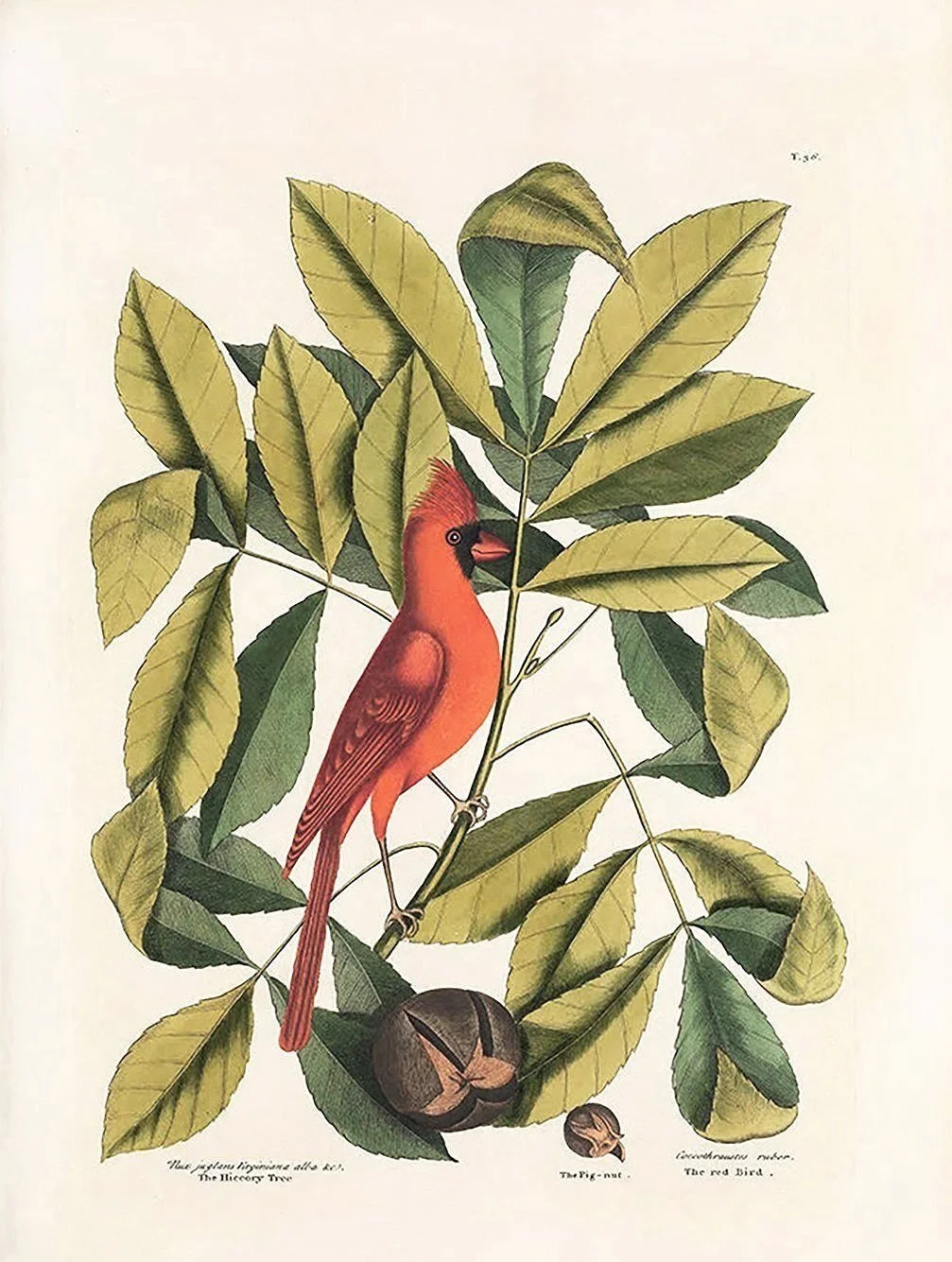catesby-cardinal-antique-bird-prints-museum-outlets.jpg
