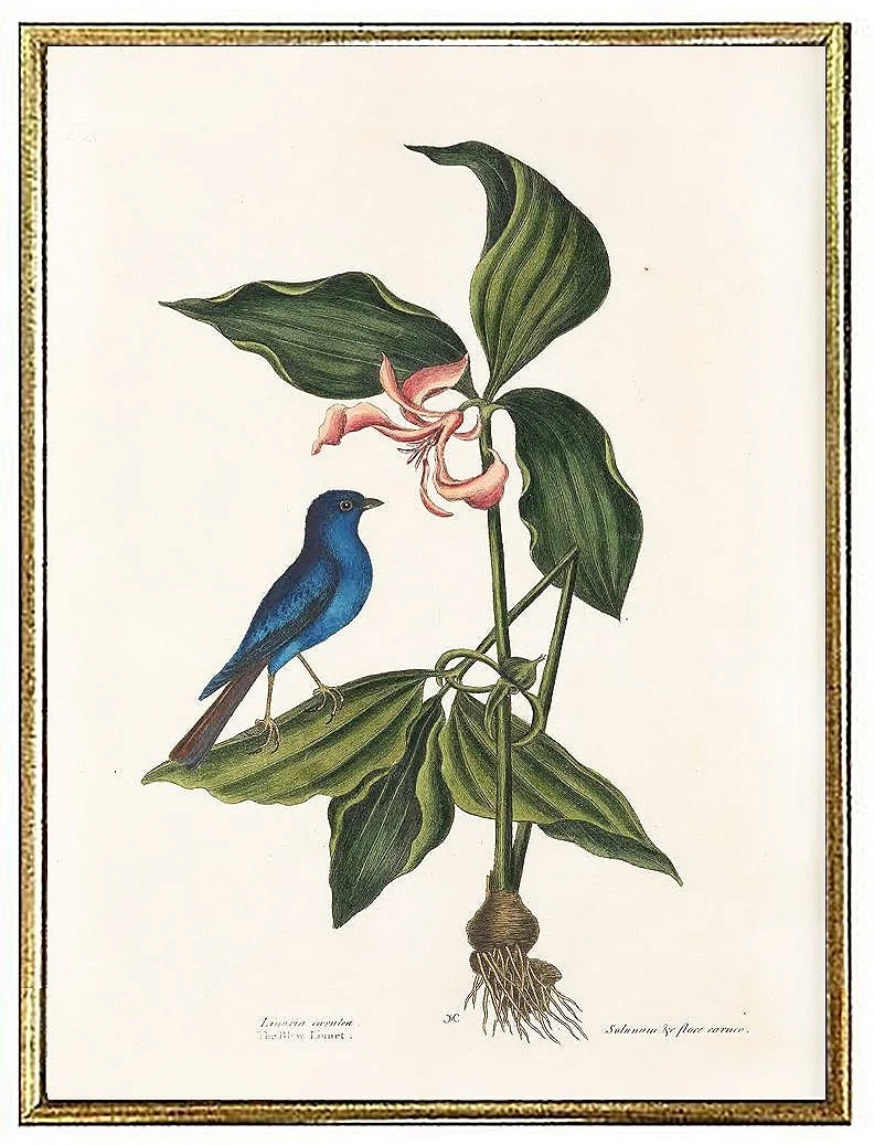 catesby-blew-linnet-antique-bird-prints--museum-outlets.jpg