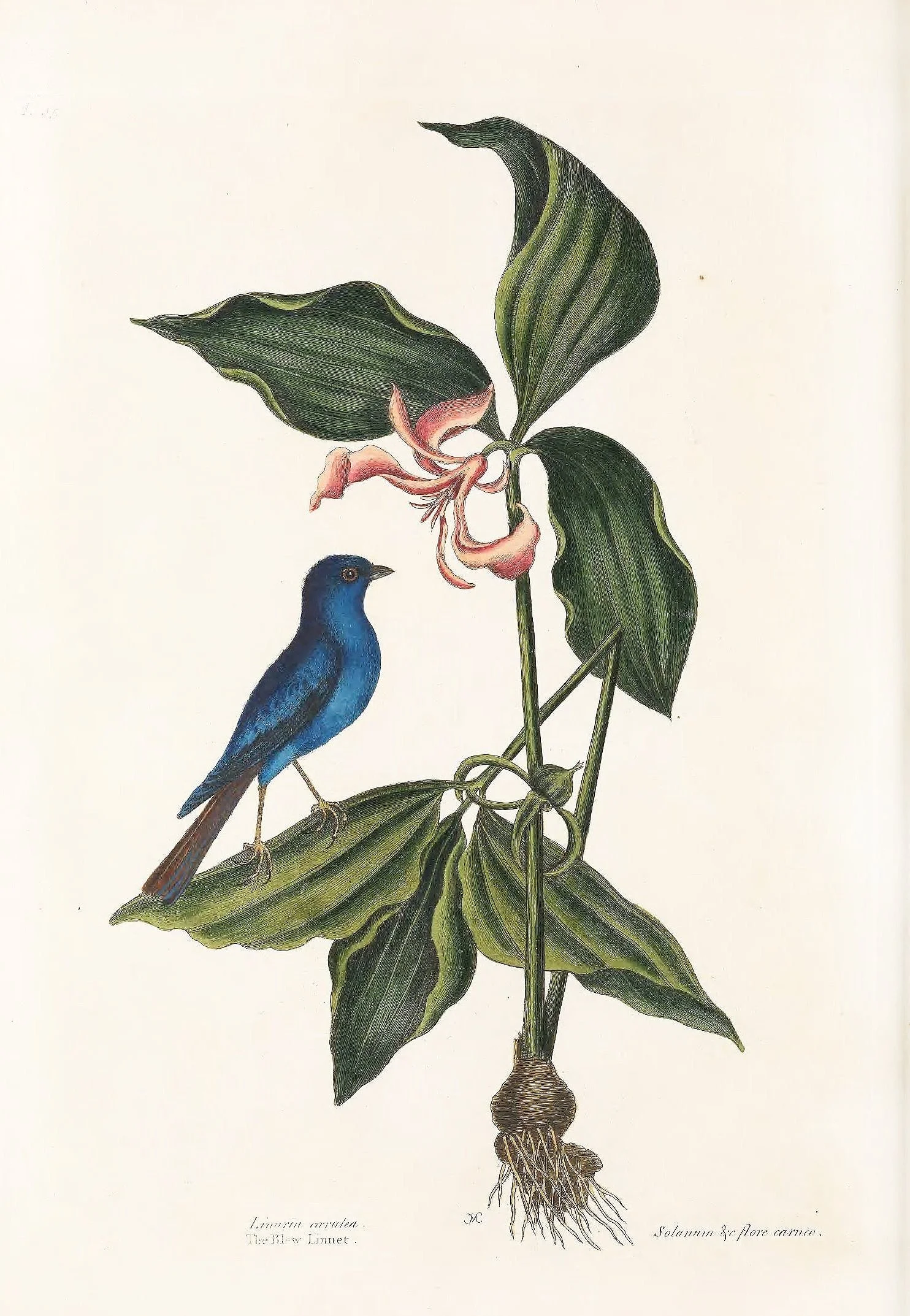 catesby-blew-linnet-antique-bird-prints-museum-outlets.jpg