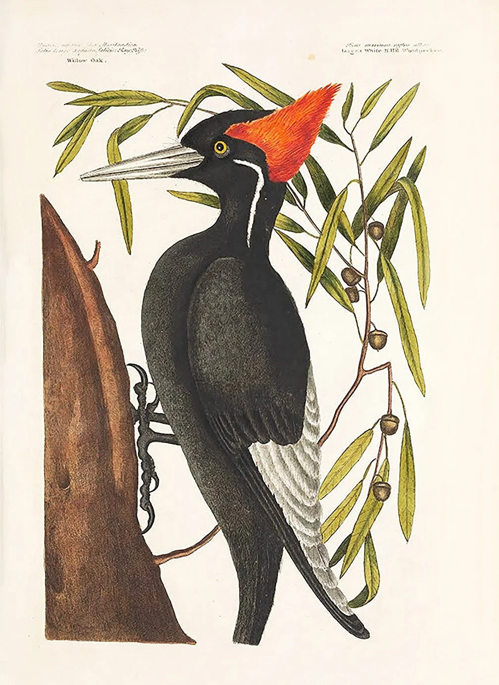 catesby-woodpecker-antique-bird-prints-museum-outlets.jpg