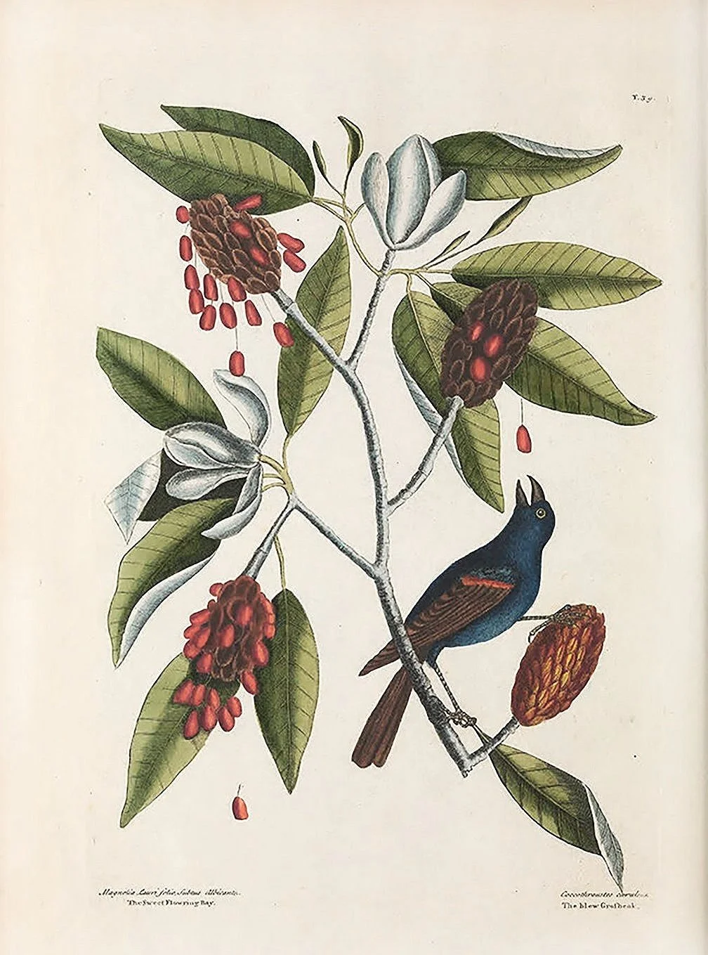 catesby-blue-bird-flowering-bay-antique-bird-prints-museum-outlets.jpg