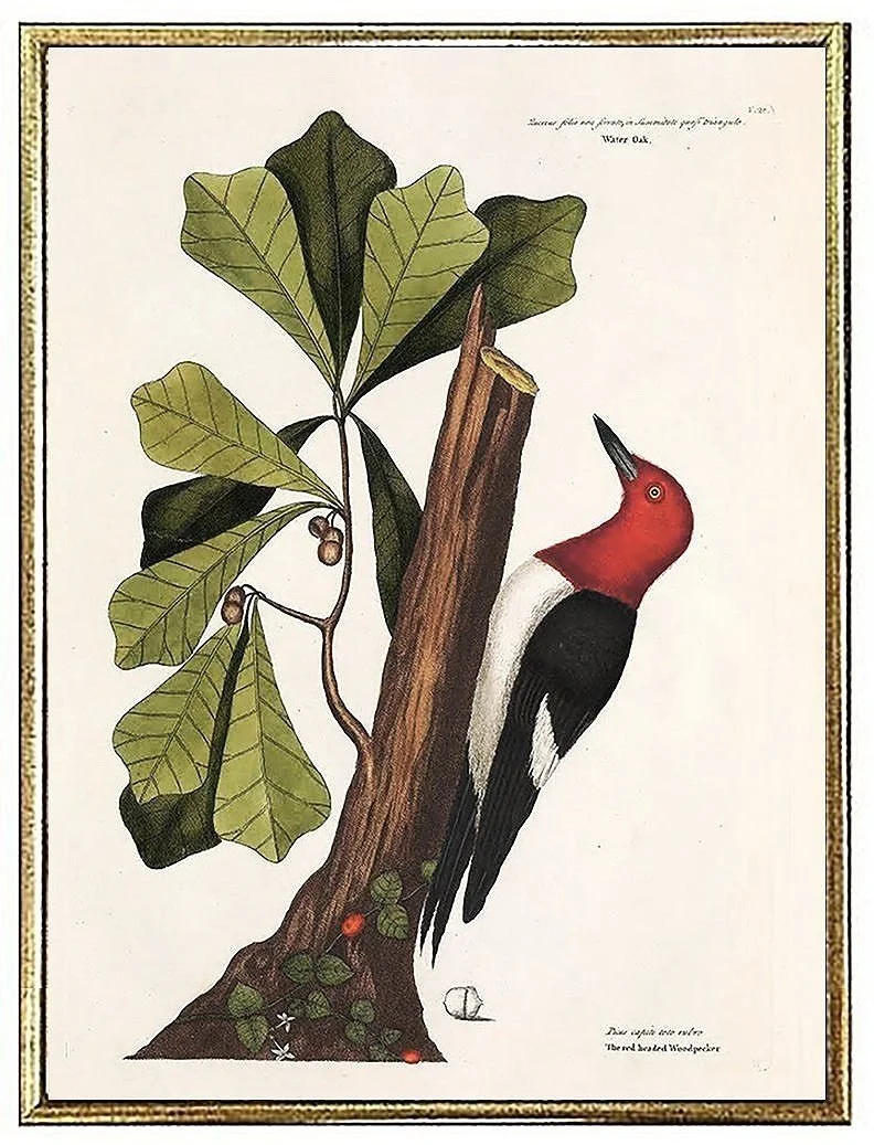 catesby-red-headed-woodpecker-antique-bird-prints--museum-outlets.jpg