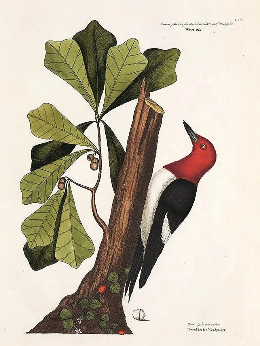 red-headed-woodpecker-catesby-antique-bird-prints-museum-outlets.jpg