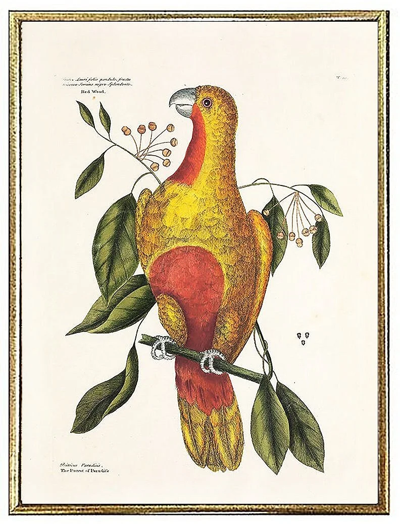 catesby-parrot-antique-bird-prints--museum-outlets.jpg