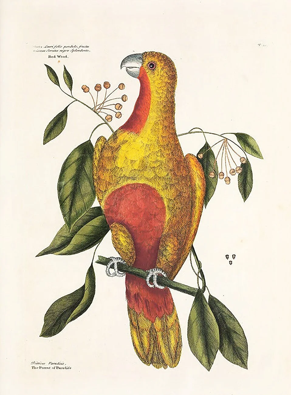 catesby-parrot-antique-bird-prints-museum-outlets.jpg
