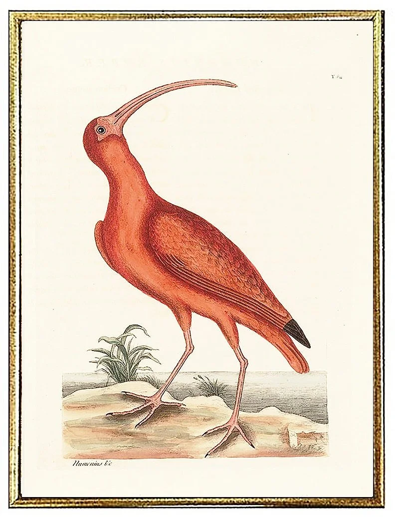 catesby-red-curlew-antique-bird-prints--museum-outlets.jpg