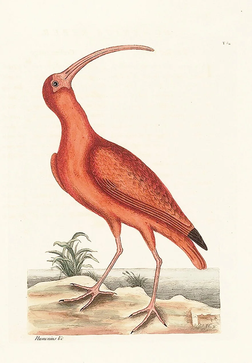catesby-red-curlew-antique-bird-prints-museum-outlets.jpg