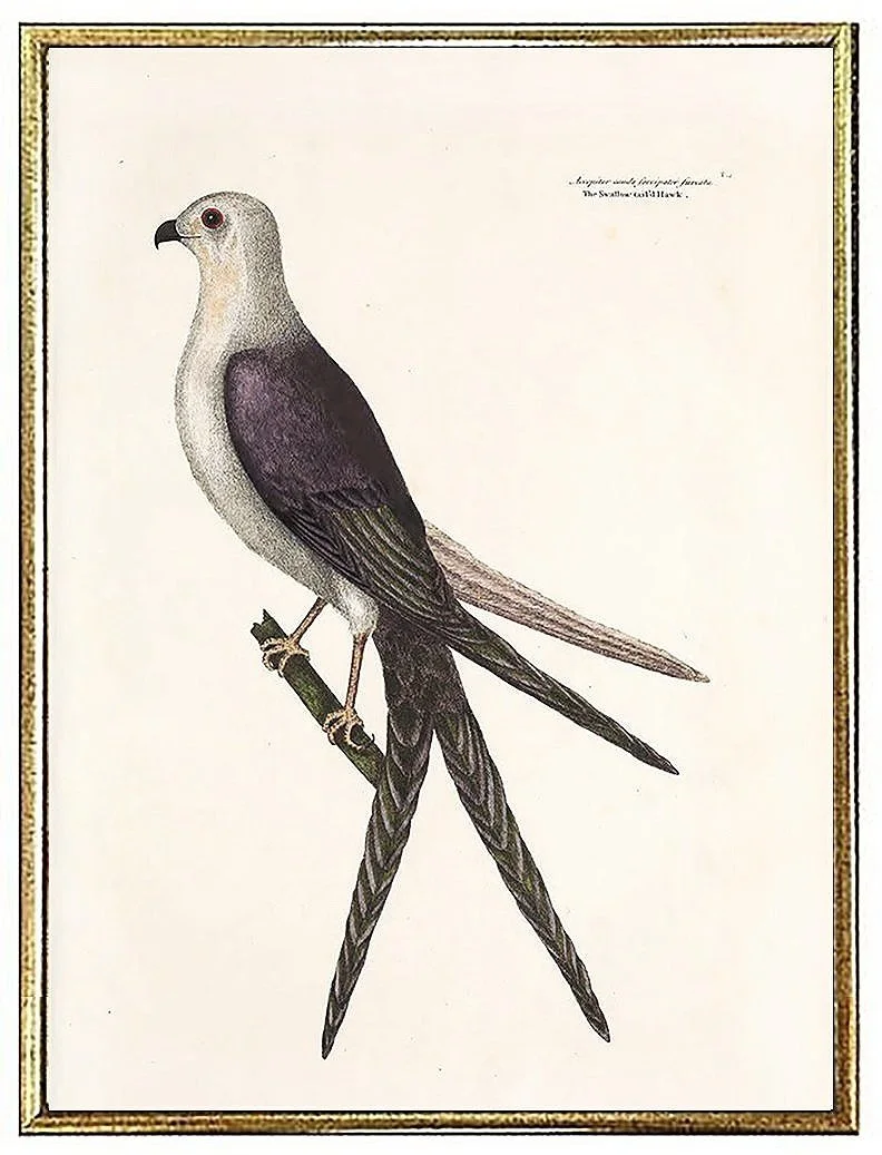 catesby-hawk-antique-bird-prints--museum-outlets.jpg