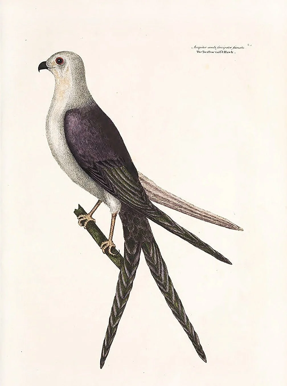 catesby-hawk-antique-bird-prints-museum-outlets.jpg