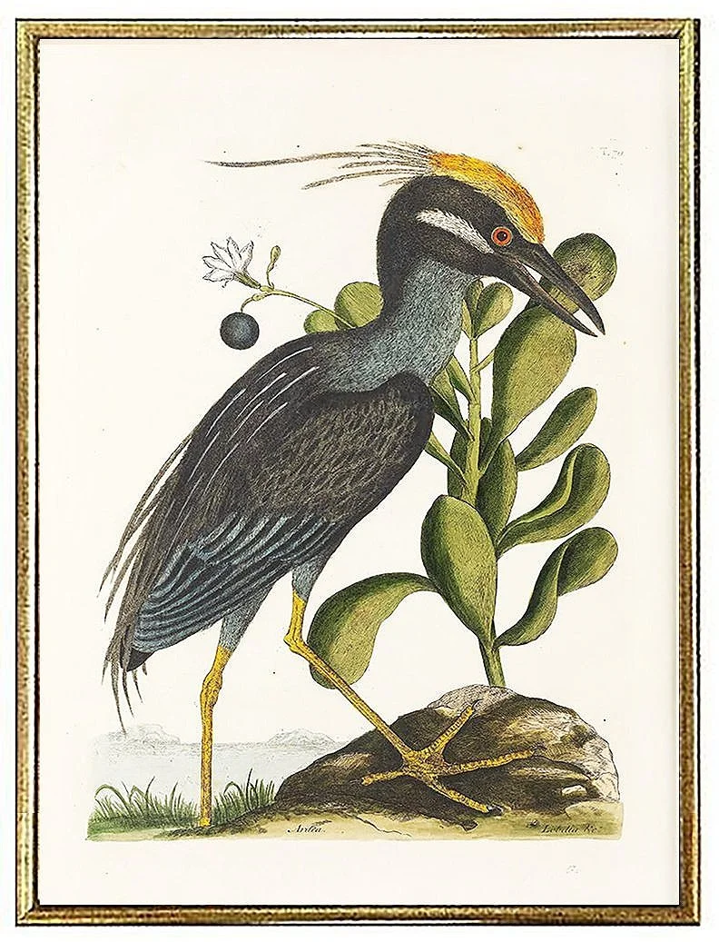 catesby-crested-bittern-antique-bird-prints--museum-outlets.jpg