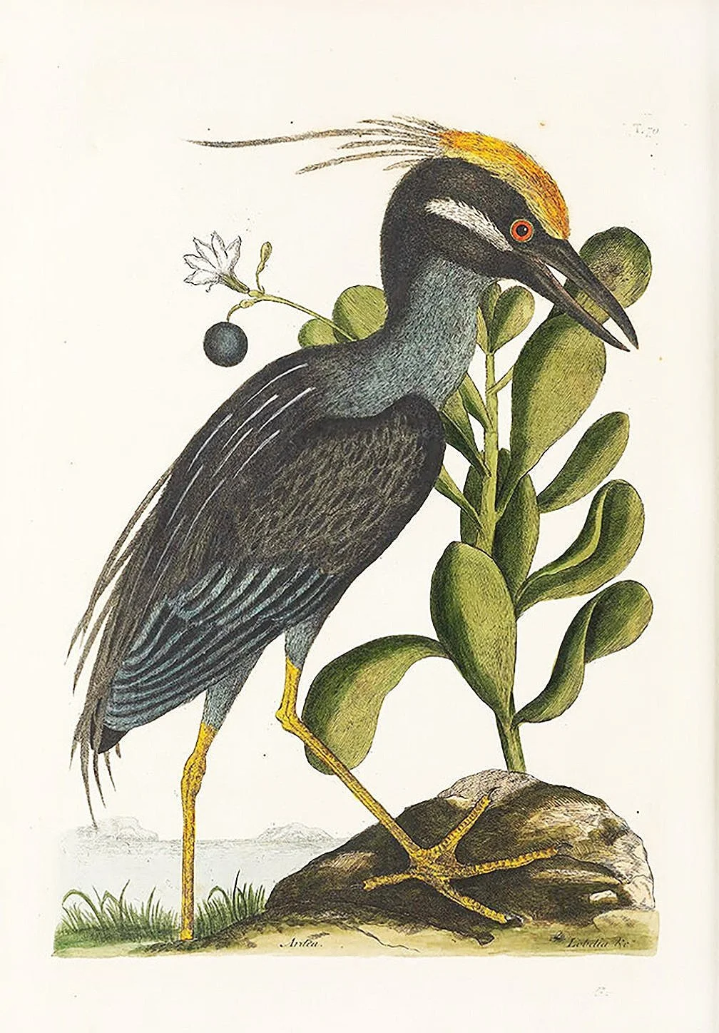 crested-bittern-catesby-bird-prints-museum-outlets.jpg