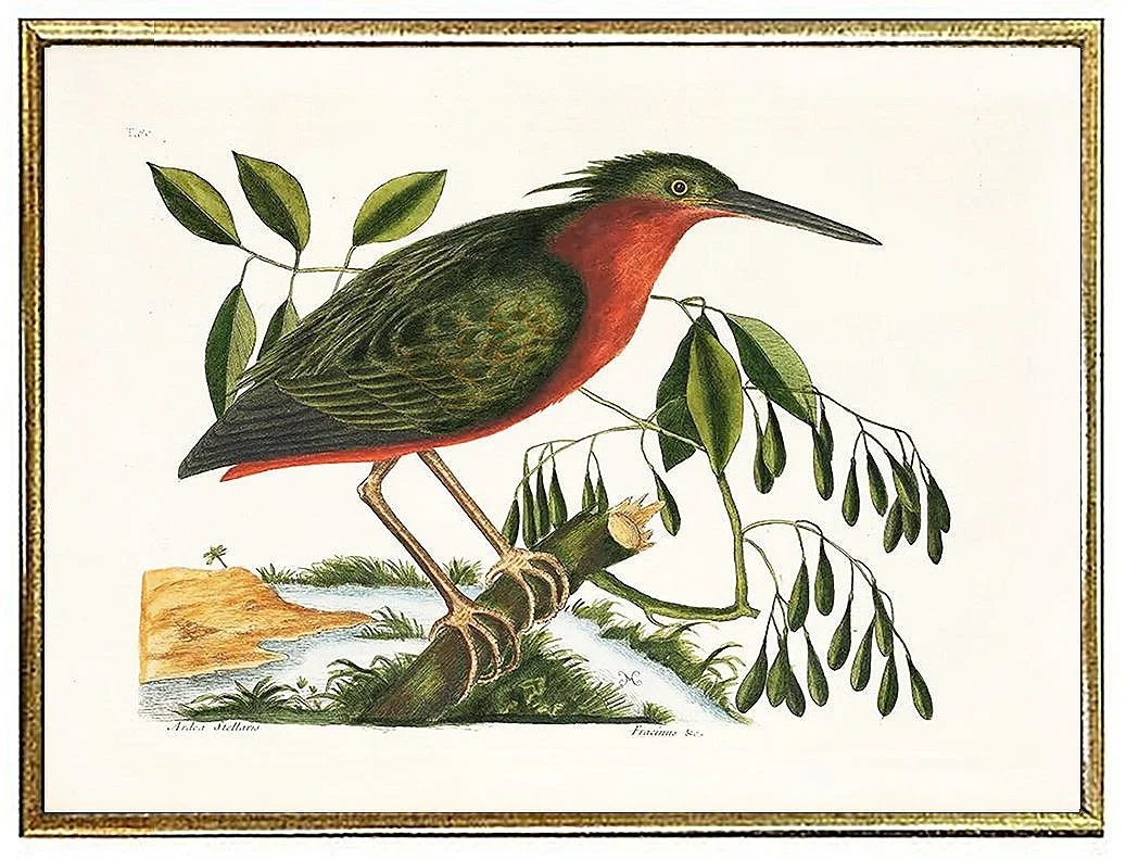 catesby-small-bittern-antique-bird-prints--museum-outlets.jpg