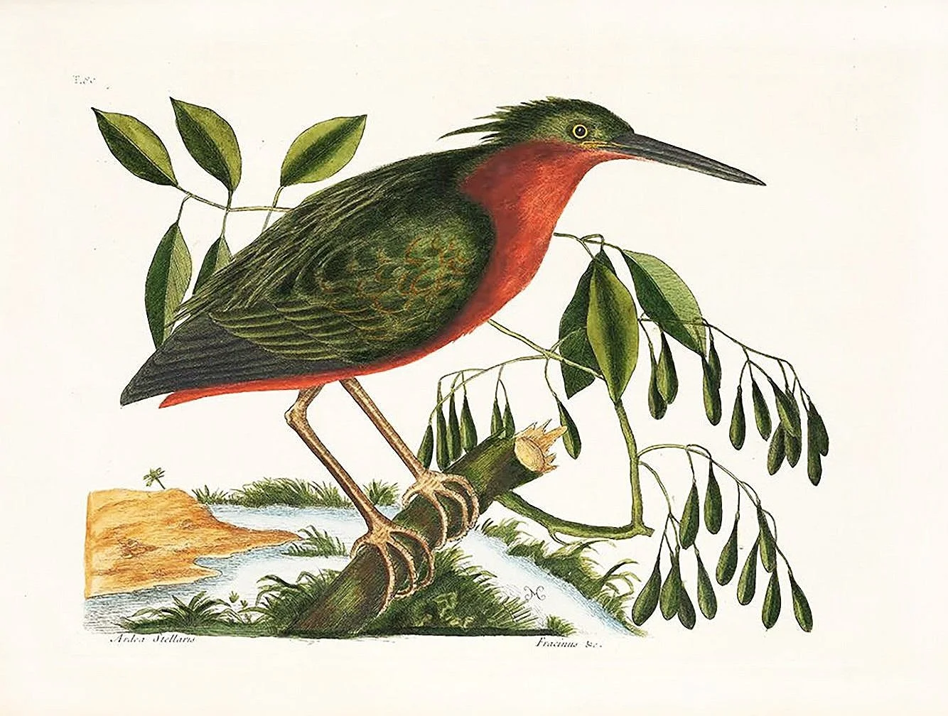 small-bittern-catesby-antique-bird-prints-museum-outlets.jpg