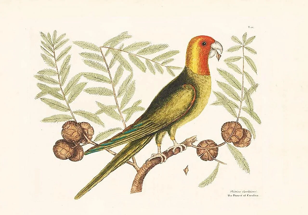 catesby-parrot-vintage-bird-prints-museum-outlets.jpg
