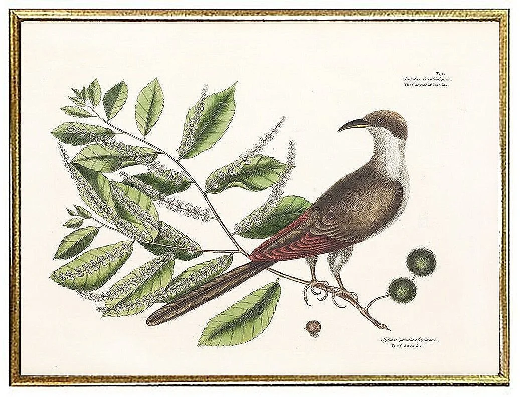 catesby-carolina-cuckoo-bird-antique-bird-prints--museum-outlets.jpg