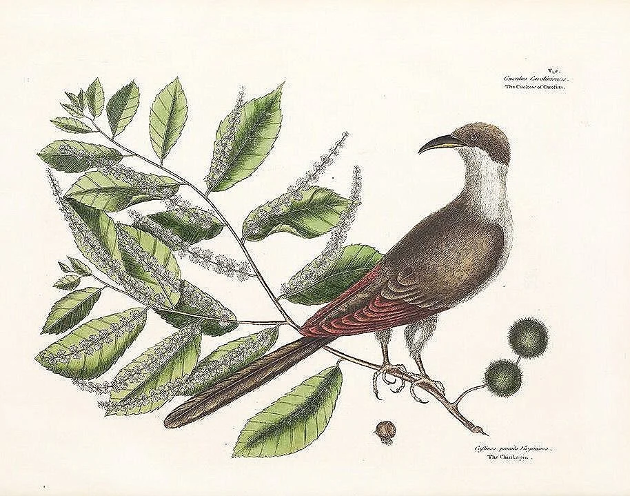 carolina-cuckoo-catesby-bird-prints-museum-outlets.jpg