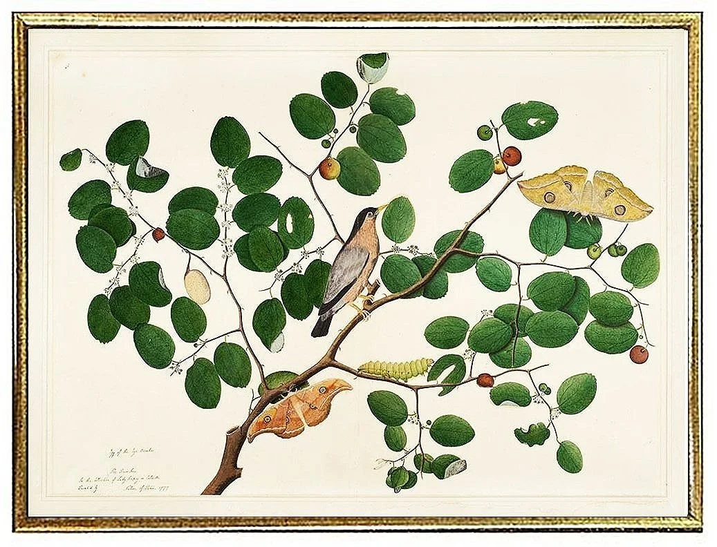 catesby-starling%2Bwith%2Bmoths-antique-bird-prints--museum-outlets.jpg