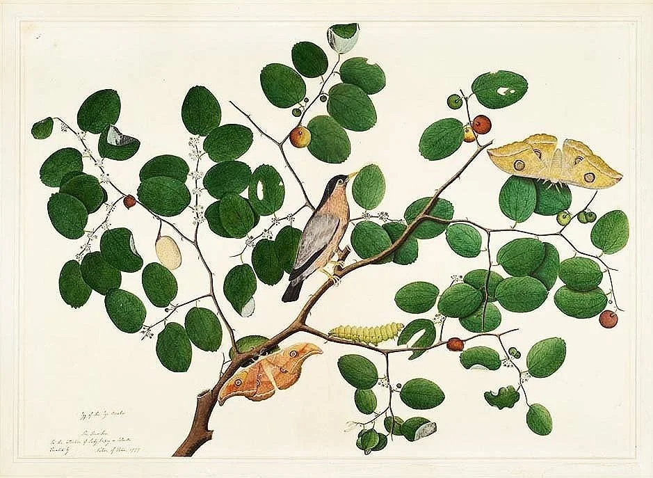 starling-with-moths-antique-bird-print-museum-outelts.jpg