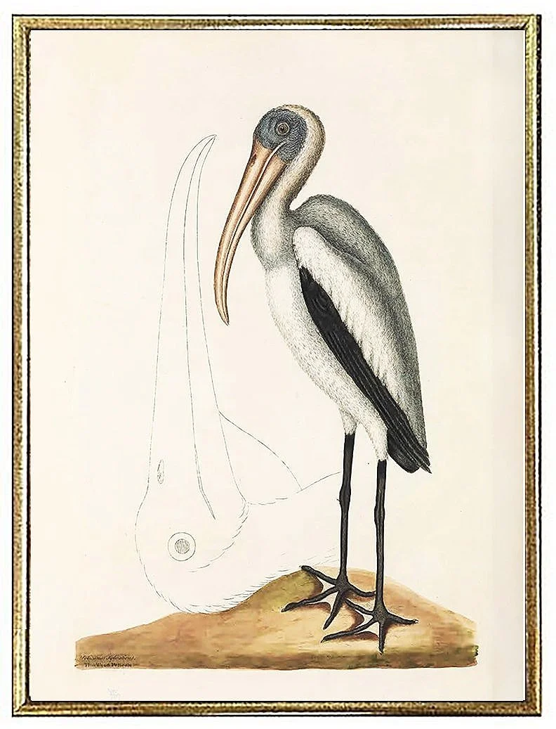 catesby-crested-bittern-antique-bird-prints--museum-outlets.jpg
