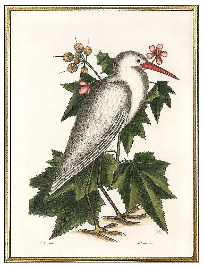 catesby-white-heron-antique-bird-prints--museum-outlets.jpg