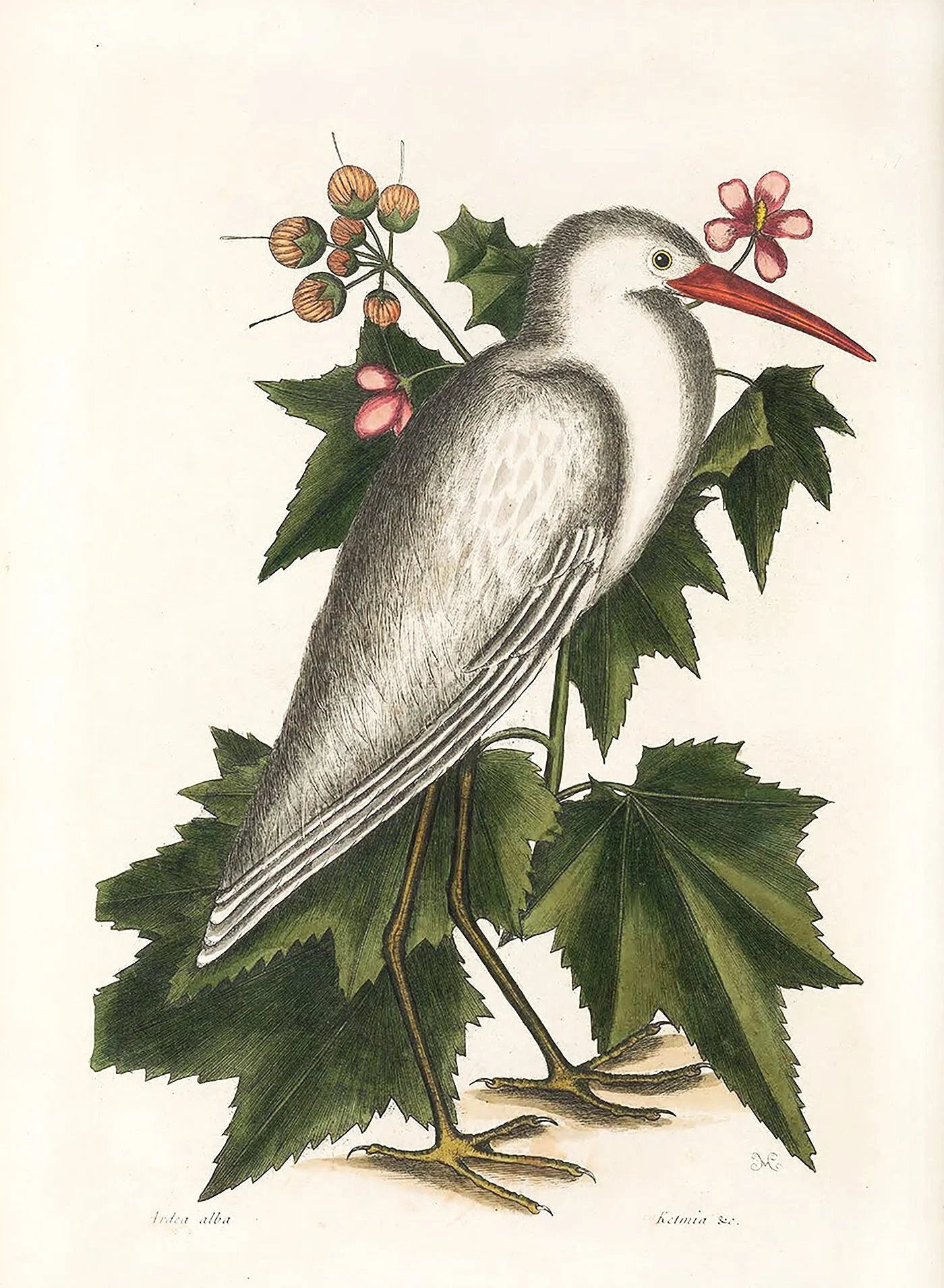 catesby-little-white-heron-antique-bird-prints-museum-outlets.jpg