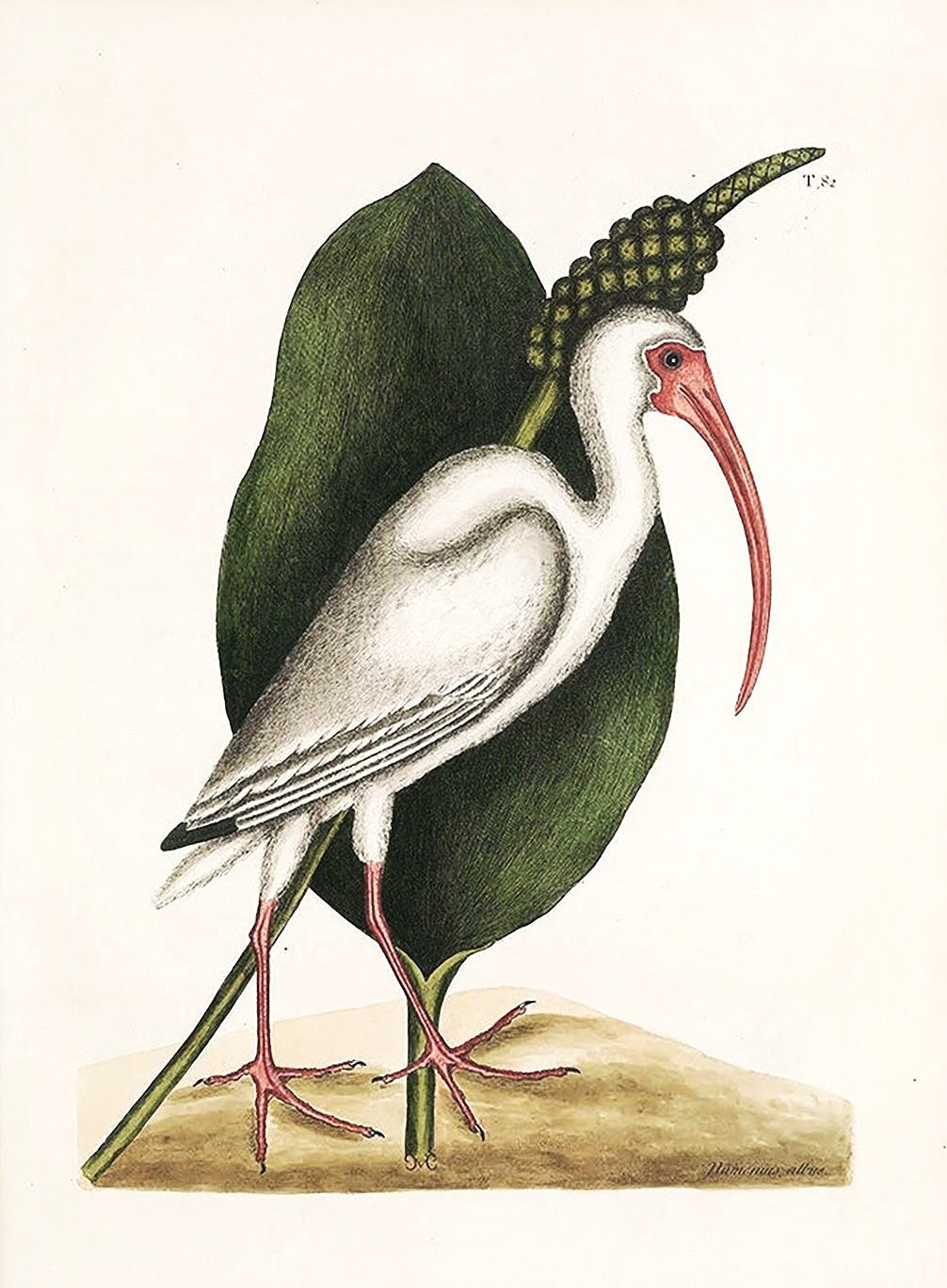 catesby-white-curlew-antique-bird-prints-museum-outlets.jpg