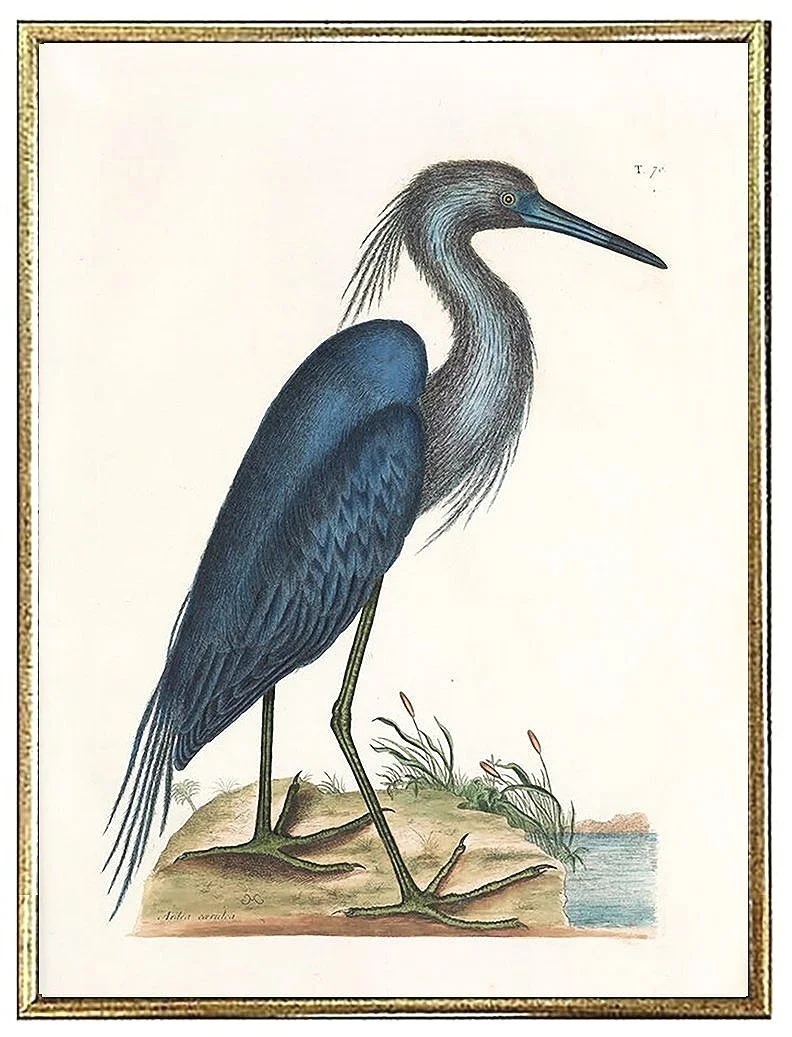 catesby-blue-heron-antique-bird-prints--museum-outlets.jpg