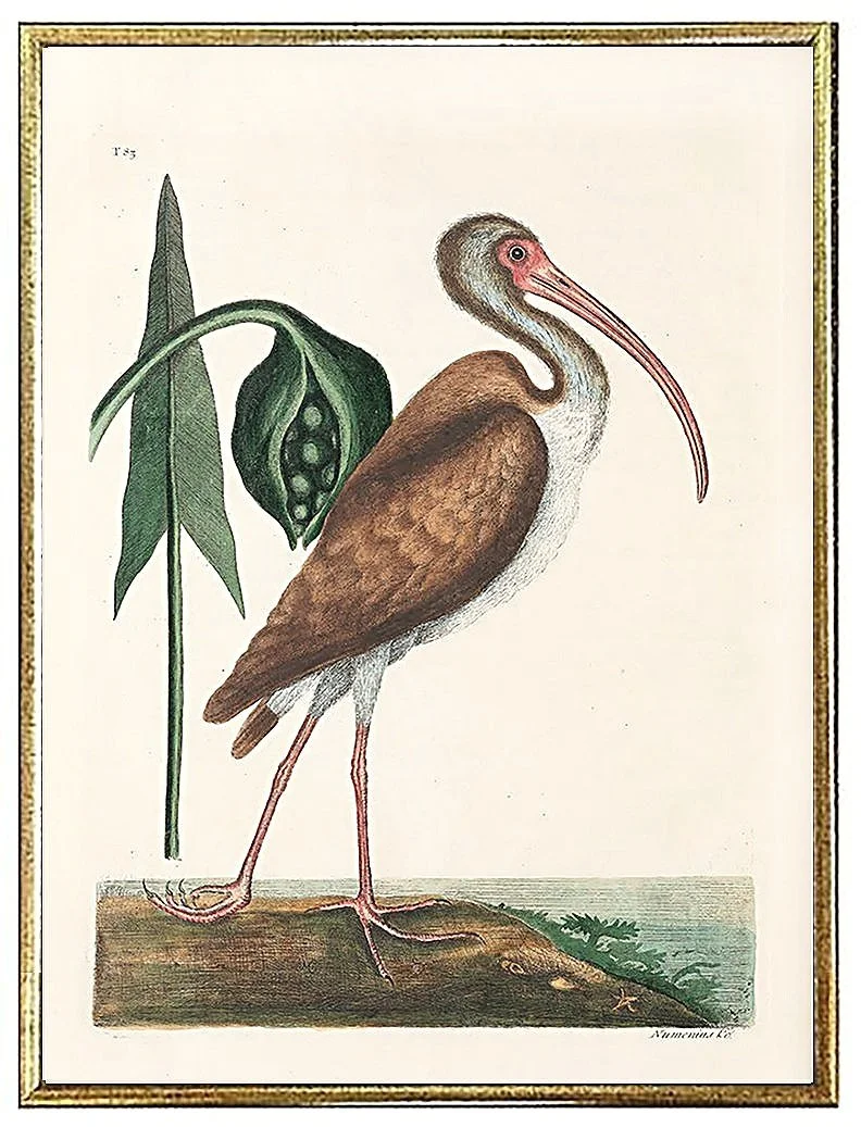 catesby-brown-curlew-antique-bird-prints--museum-outlets.jpg