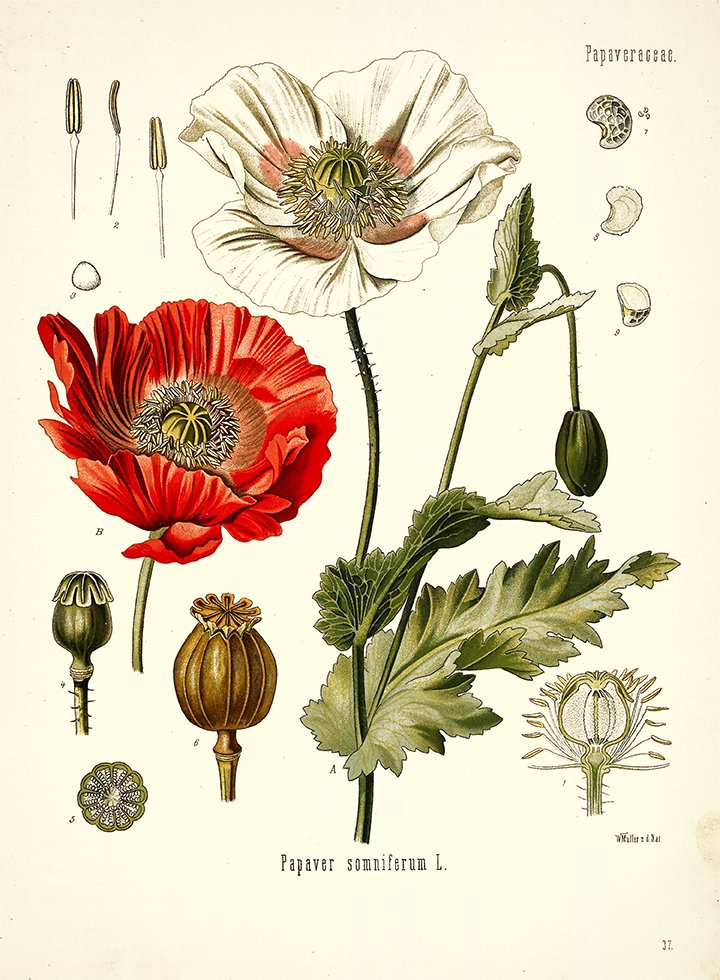 Koehler-Papaver-red-poppy-antique-botanical-print-museum-outlets.jpg