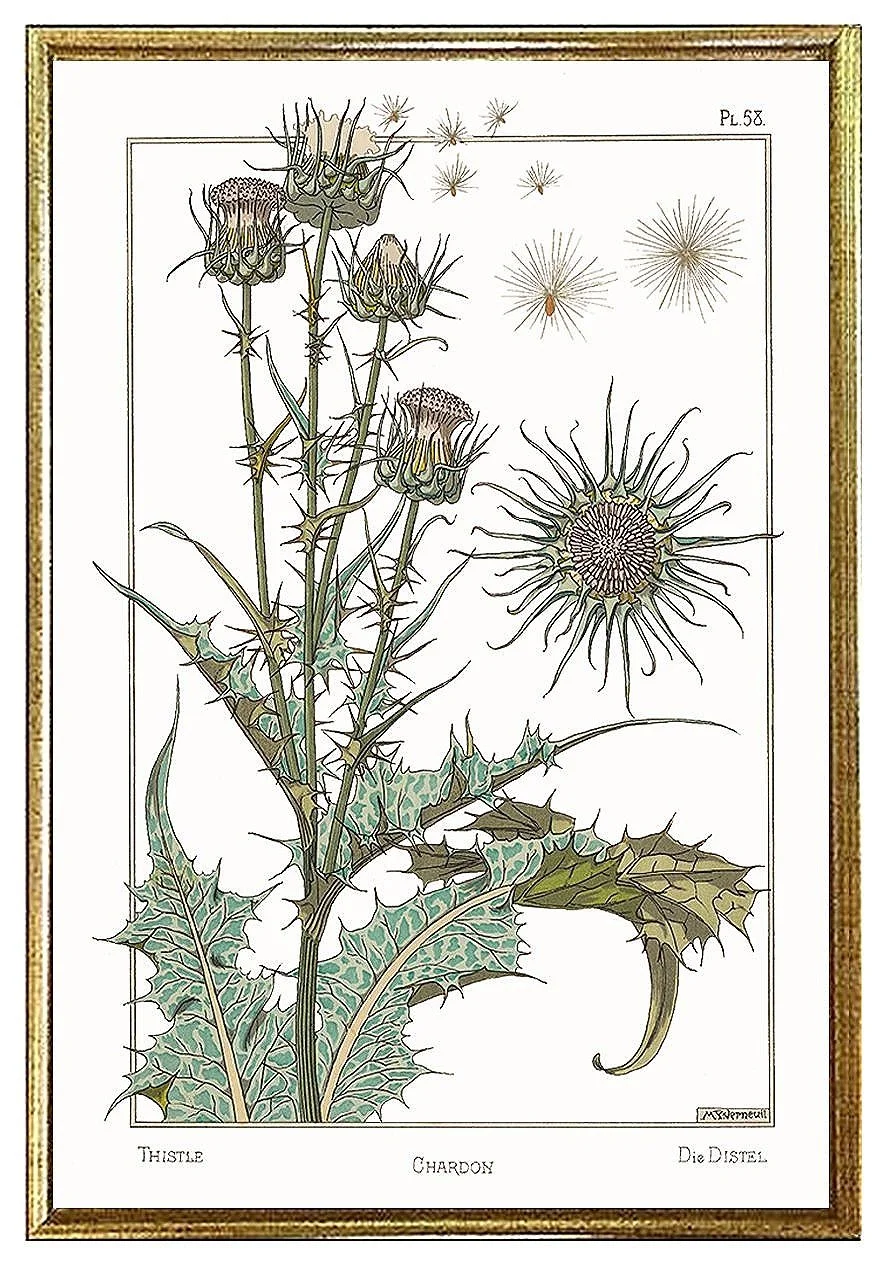 thistle-antique-botanical-print-poster-museum-outlets.jpg