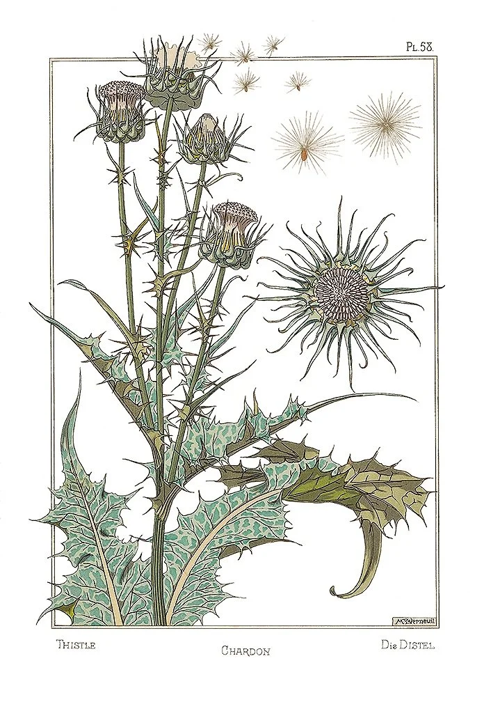 thistle-antique-botanical-print-museum-outlets.jpg