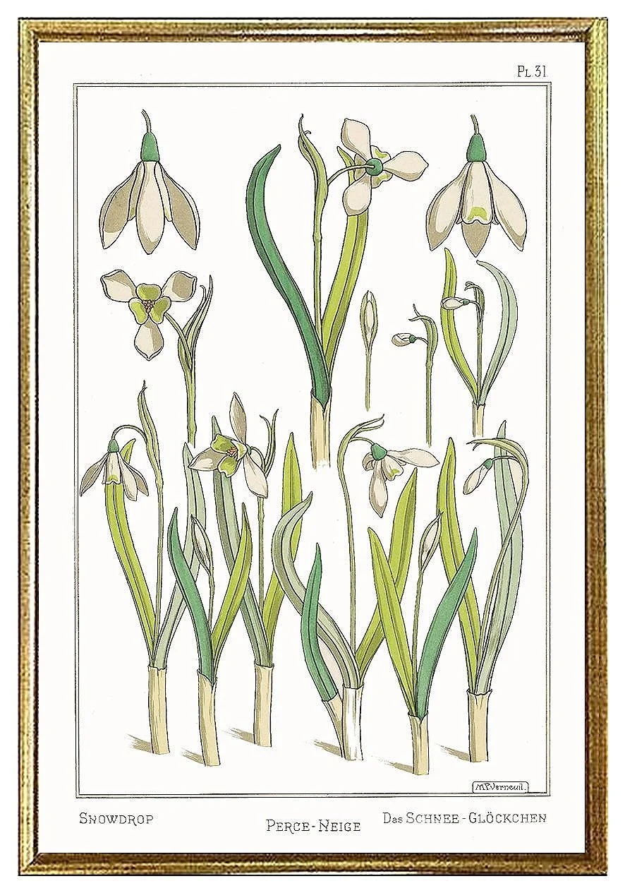 snowdrop-antique-botanical-print-museum-outlets.jpg