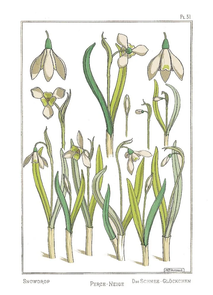 snowdrop-antique-botanical-print-museum-outlets.jpg