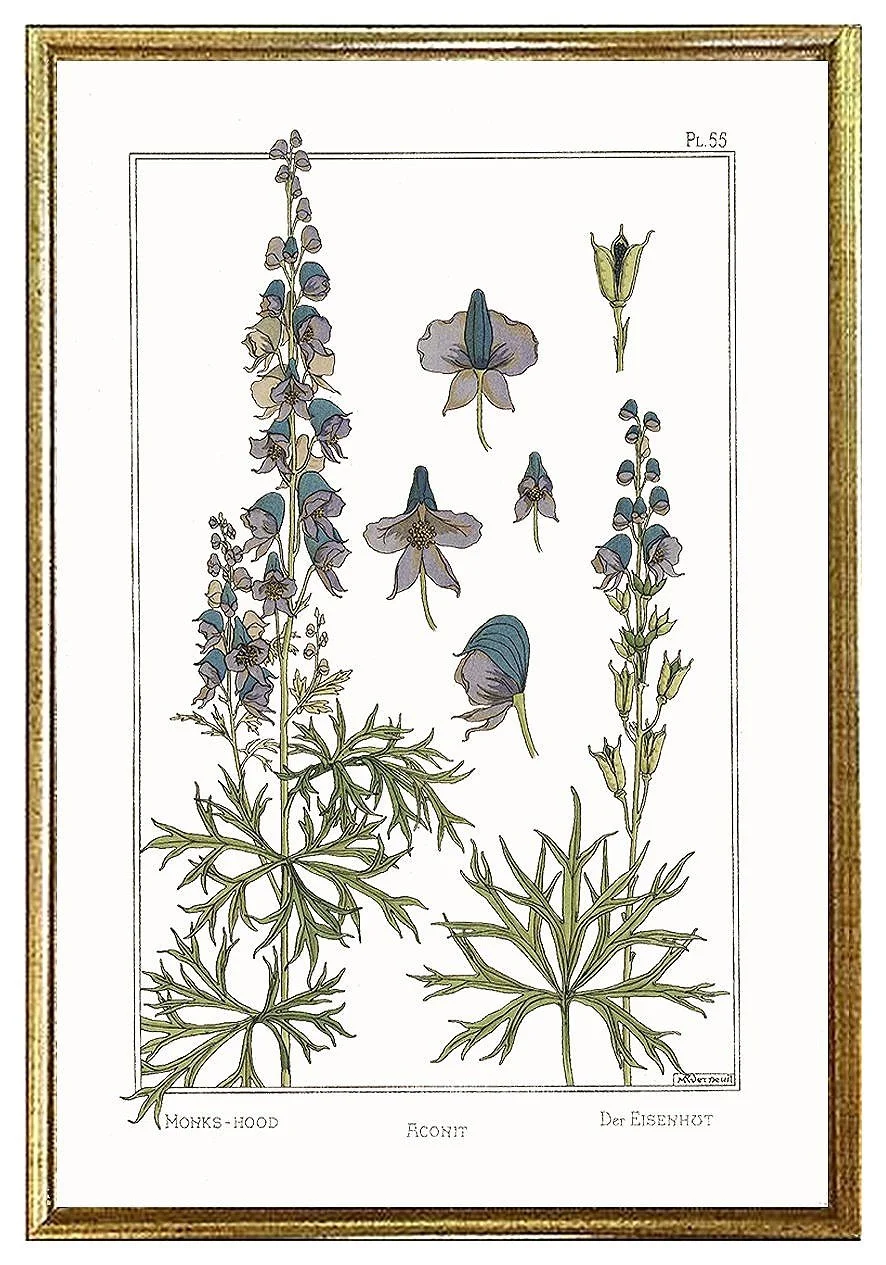 monks-hood-antique-botanical-print-poster-museum-outlets.jpg