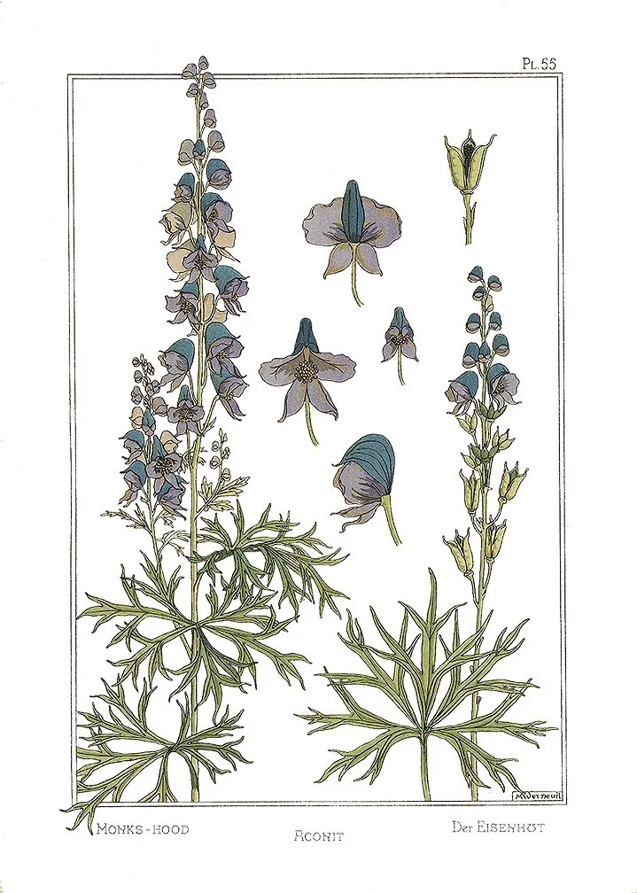 monks-hood-antique-botanical-print-poster-museum-outlets.jpg