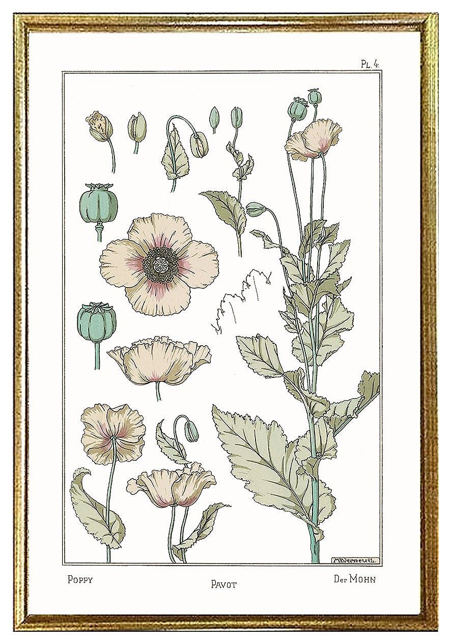 poppy-antique-botanical-print-museum-outlets.jpg