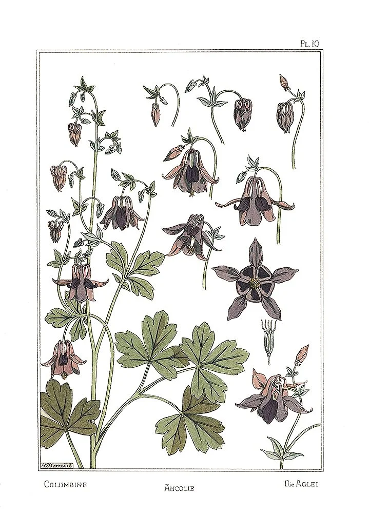 columbine-antique-botanical-print-museum-outlets.jpg